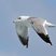 California Gull